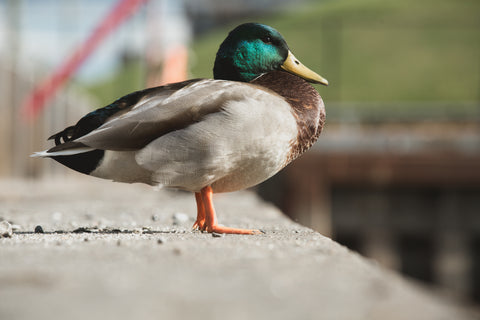 Duck with orange